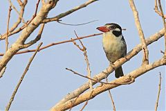 White-eared Puffbird